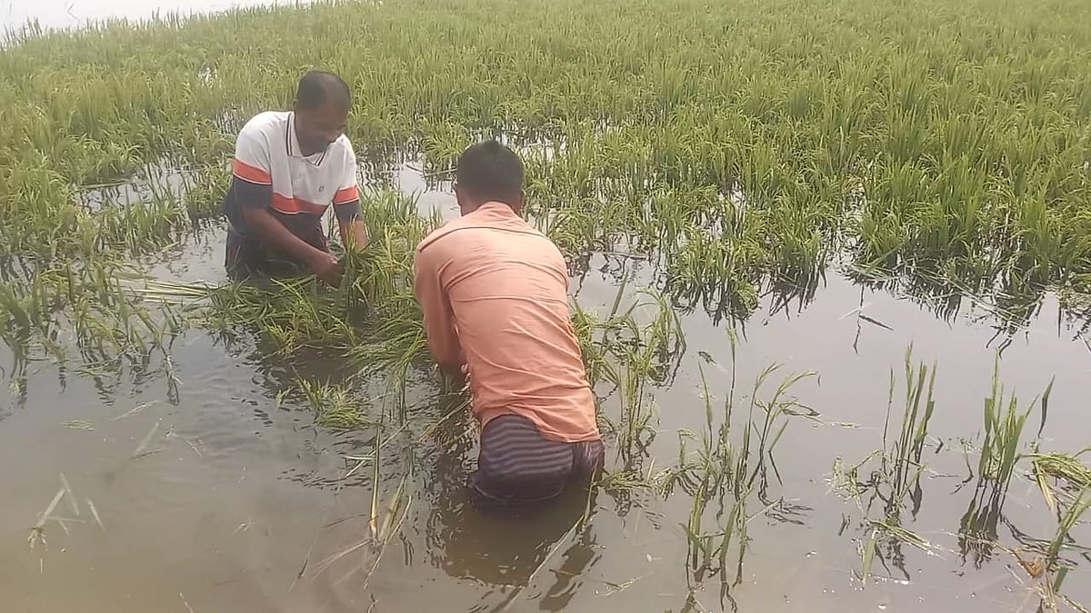 সুনামগঞ্জে হাওরে ধানখেতে জমে আছে বৃষ্টির পানি। সম্প্রতি দেখার হাওরে