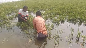 হাওরে ধানকাটা : শ্রমিকসংকট মোকাবিলায় যাদুকাটা নদীতে বন্ধ হচ্ছে বালু …