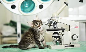 গবেষণাপত্রের সহলেখক হিসেবে এই পদার্থবিজ্ঞানী বিড়ালকে বেছে নিয়েছিলেন