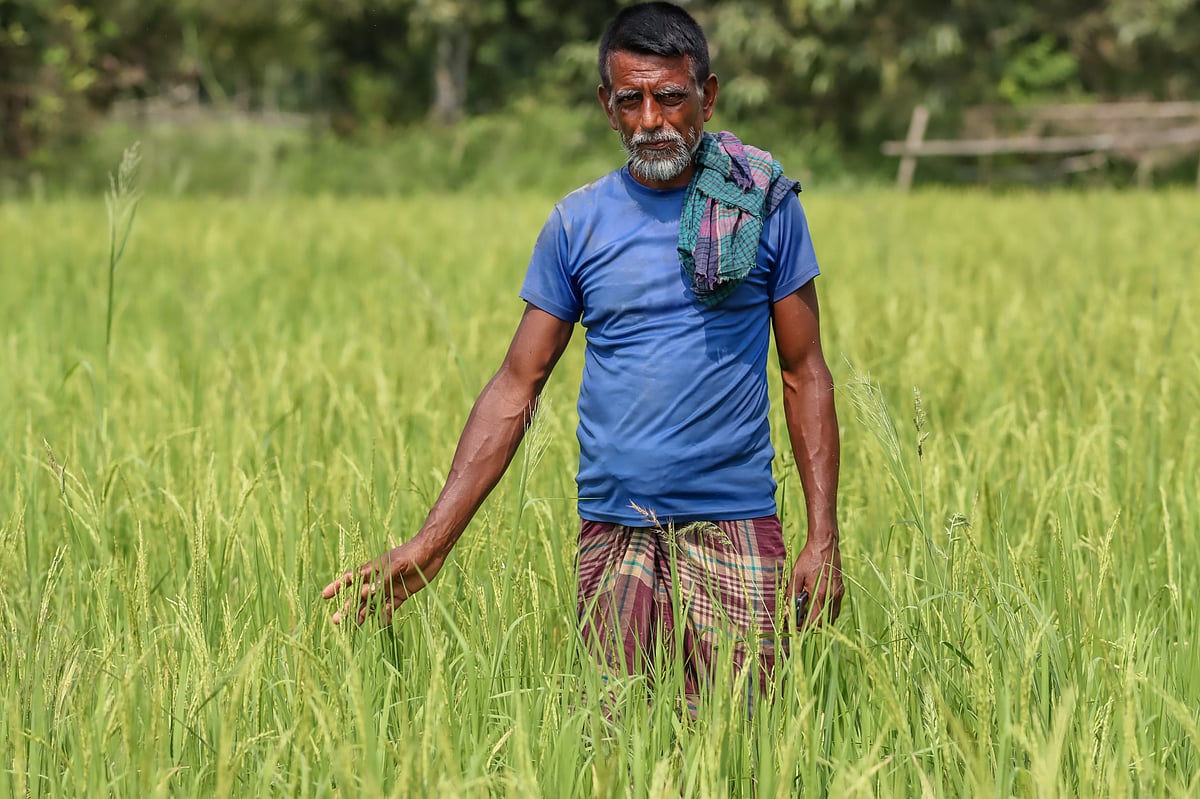 পানির অভাবে বোরো খেতে ঠিকমতো সেচ দিতে পারেননি কৃষক। ফলন ব্যাহত হওয়ার শঙ্কায় আছেন তাঁর মতো অনেকেই। আজ রোববার বরিশাল সদর উপজেলার কাশিপুর ইউনিয়নের বারৈজ্জার হাট এলাকায়