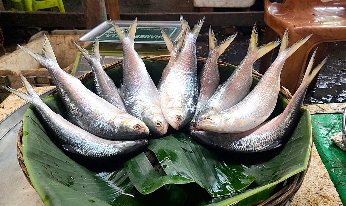 বর্তমানে বাজরে আসা ইলিশের প্রায় সবই ছোট আকারের। গত ১৩ এপ্রিল বরিশাল পোর্ট রোড মৎস্য অবতরণ কেন্দ্রে