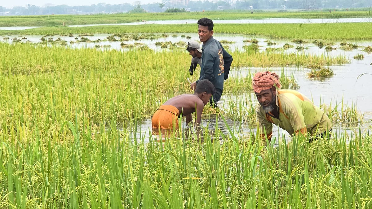 অকালবন্যার আশঙ্কার মধ্যে হাওরে ধান কাটছেন কৃষকেরা। মঙ্গলবার সুনামগঞ্জের দেখার হাওরের শিয়ারমারা বিলে