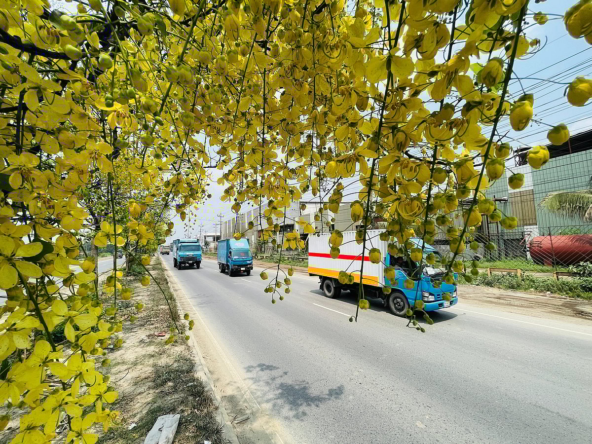সোনালুর হলুদ রঙে সেজেছে ঢাকা-চট্টগ্রাম মহাসড়কের কুমিল্লা অংশ। বৃহস্পতিবার সকালে কুমিল্লার কোটবাড়ী এলাকায়