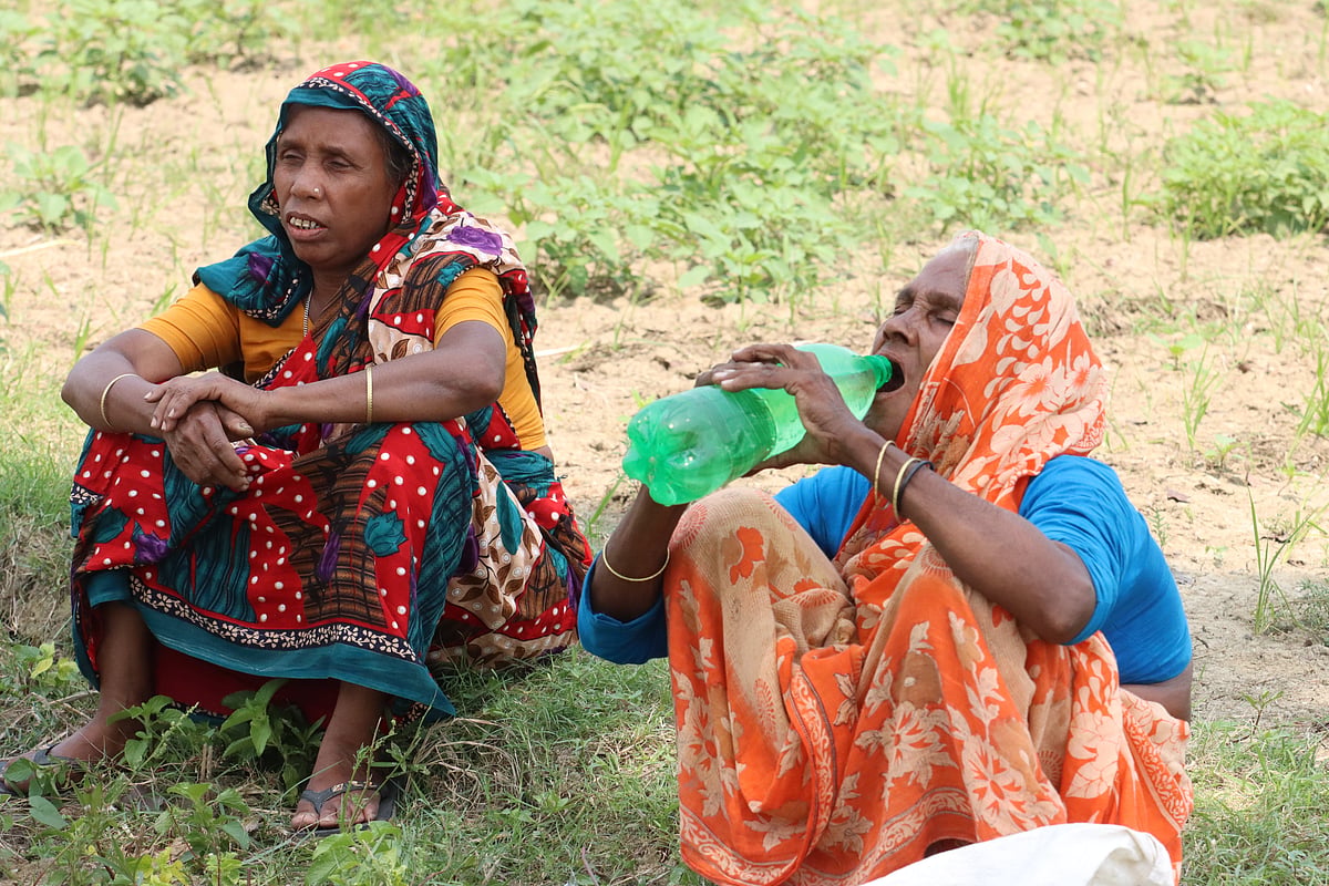 পেঁয়াজের বীজ তোলা