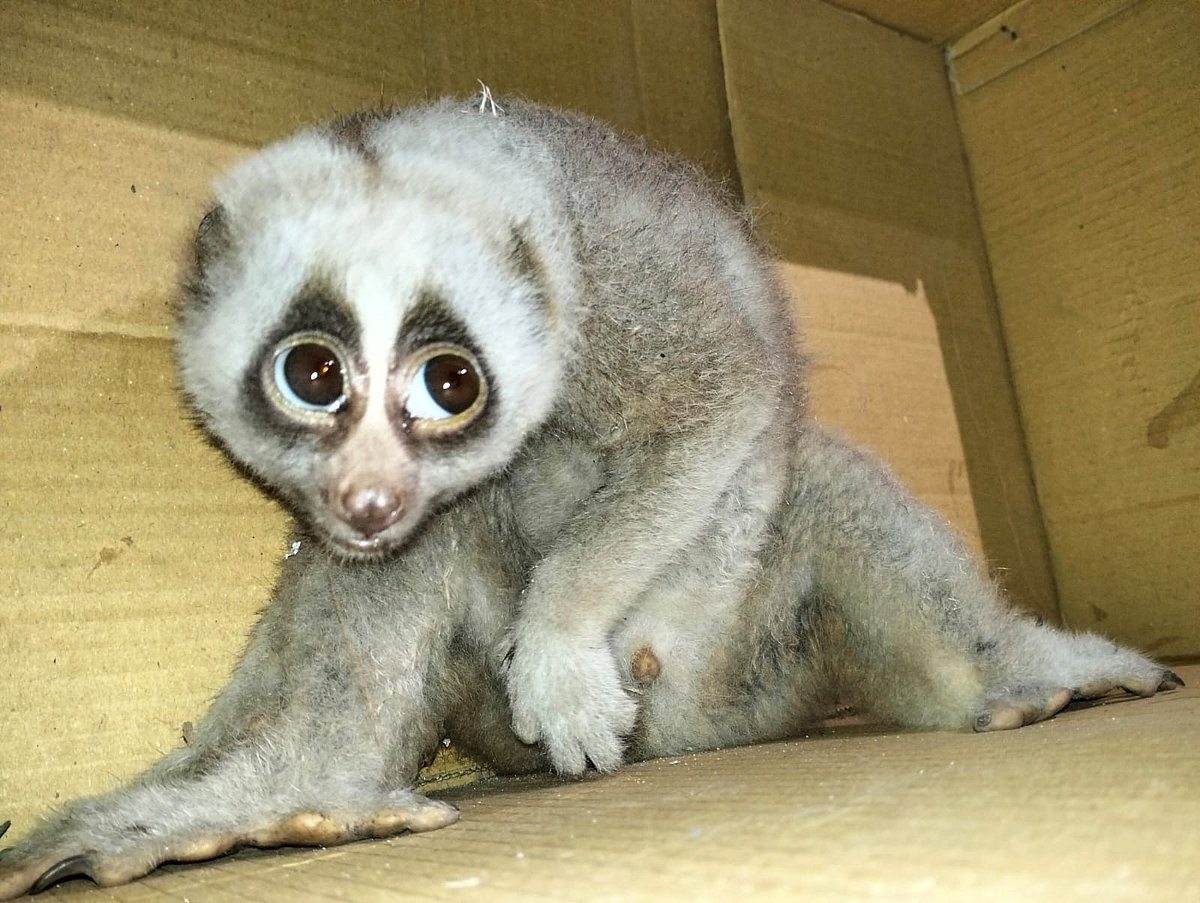 রাঙামাটির কাপ্তাই থেকে বিরল প্রজাতির লজ্জাবতী বানর উদ্ধার করা হয়েছে। গতকাল রাতে উপজেলার চন্দ্রঘোনা ইউনিয়নের কলাবাগান এলাকায়