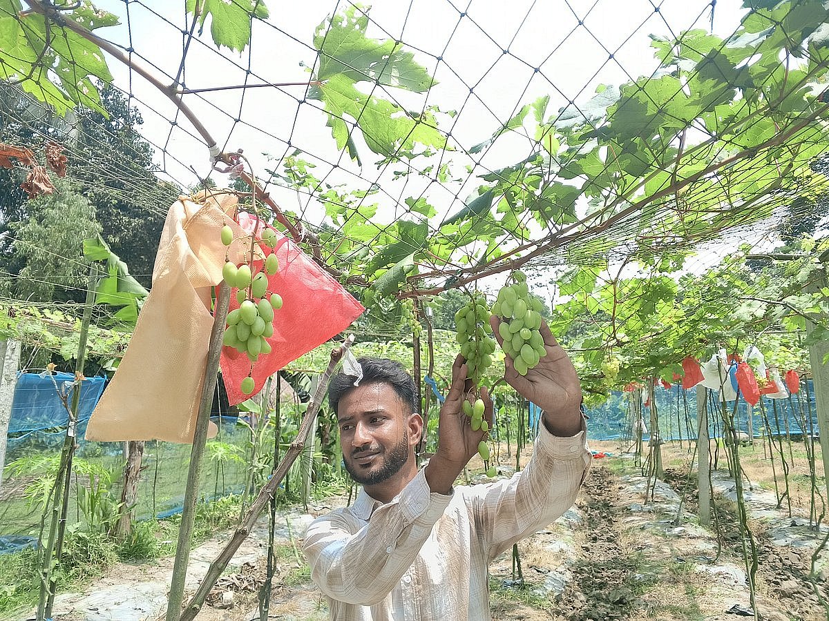 নিজের বাগানে উৎপাদিত আঙুর দেখাচ্ছেন চাঁদপুরের মতলব উত্তর উপজেলার ইকরাম খান। সম্প্রতি উপজেলার ছোট হলদিয়া গ্রামে