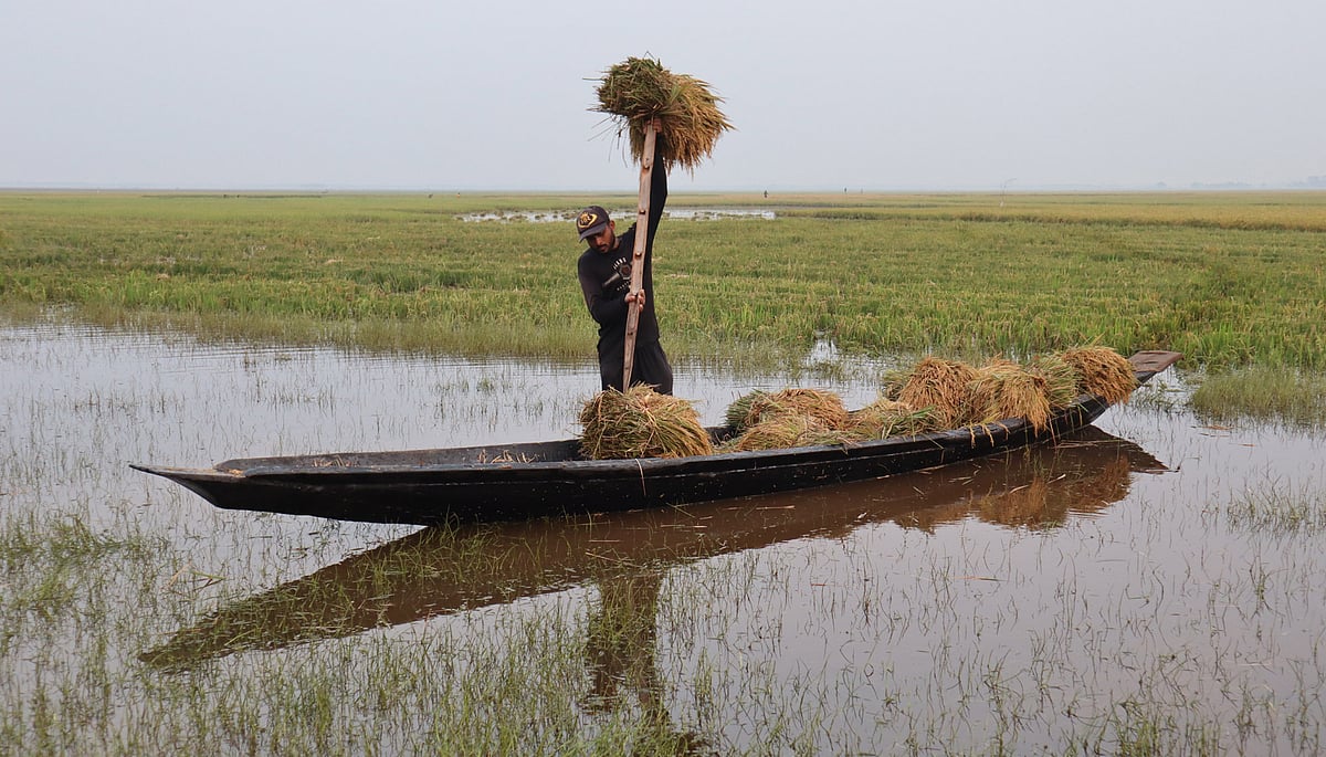 পানি থেকে ধান কেটে নৌকায় পাড়ে নিয়ে আসা হয়েছে। গতকাল শুক্রবার বিকেলে মৌলভীবাজারের কাউয়াদীঘি হাওরপারের কাদিপুরে