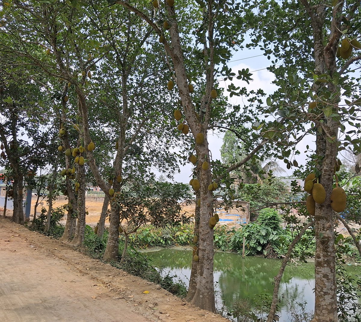 কুমিল্লার দাউদকান্দি আট কিলোমিটার বেড়িবাঁধজুড়ে সারি সারি কাঁঠালগাছ। গতকাল শুক্রবার তোলা