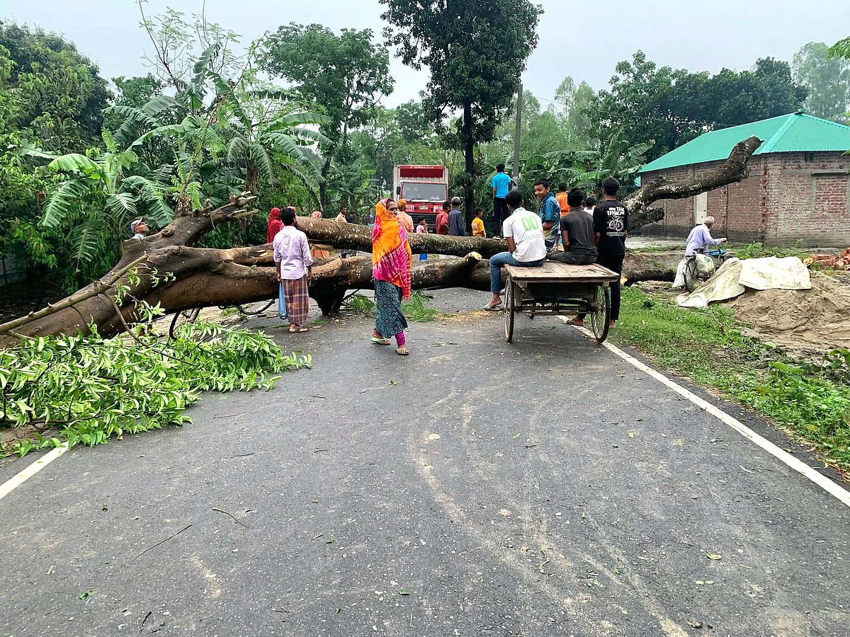 রানীশংকৈল উপজেলায় ঝড়ে গাছ উপড়ে সড়কে পড়েছে। আজ রোববার