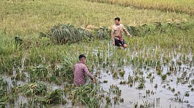 আকস্মিক বন্যার পূর্বাভাস, উভয়সংকটে হাওরের কৃষক