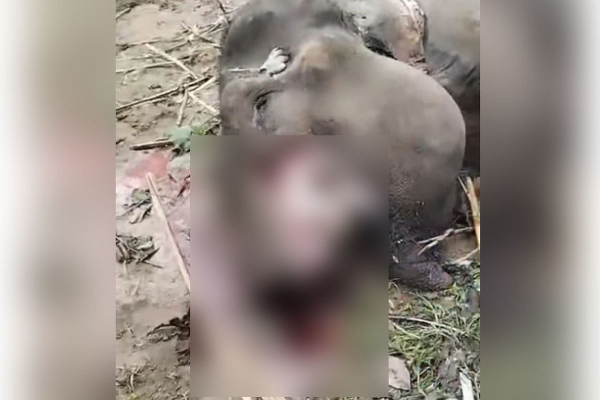 রাঙামাটির লংগদুতে মৃত হাতির পায়ের মাংস ও শুড় কেটে নেওয়া হয়।