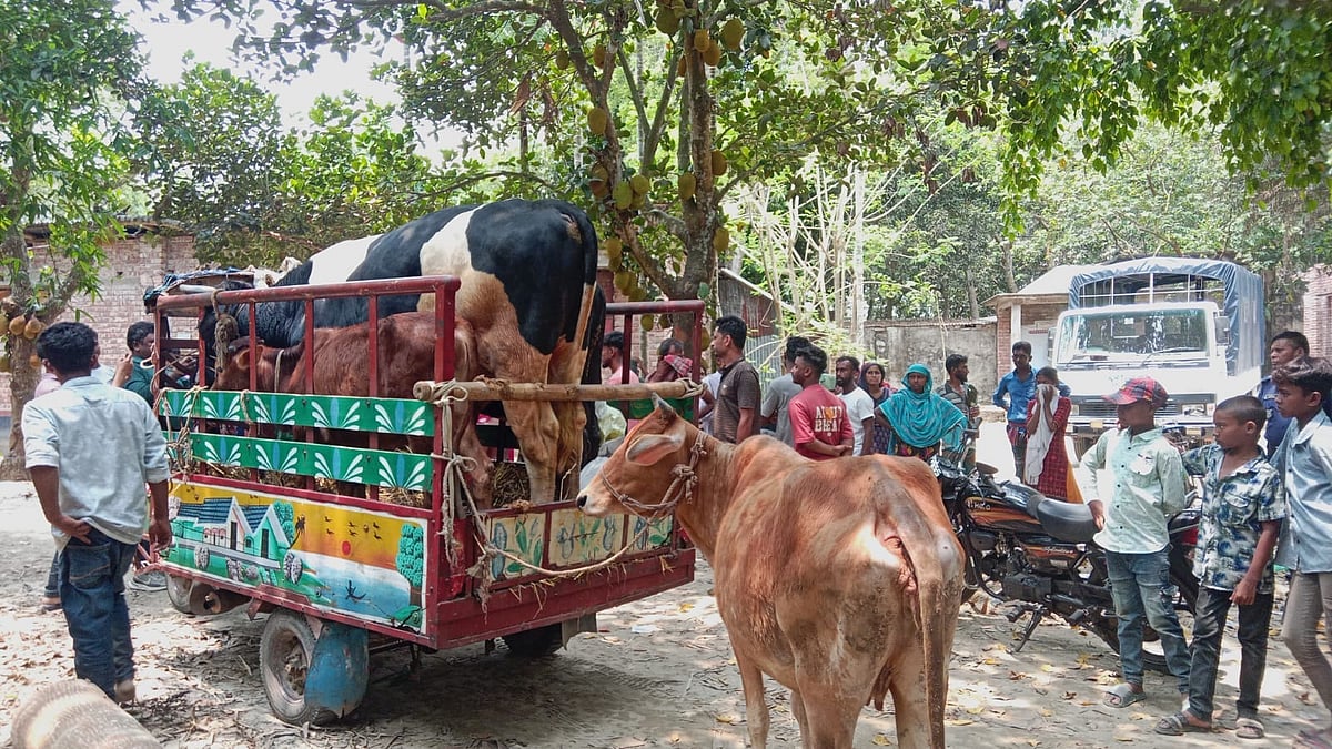 ঝিনাইদহের শৈলকুপায় লুটপাটের আশঙ্কায় সরানো হচ্ছে গবাদিপশু। গতকাল রোববার দুপুরে মাধবপুর গ্রামে