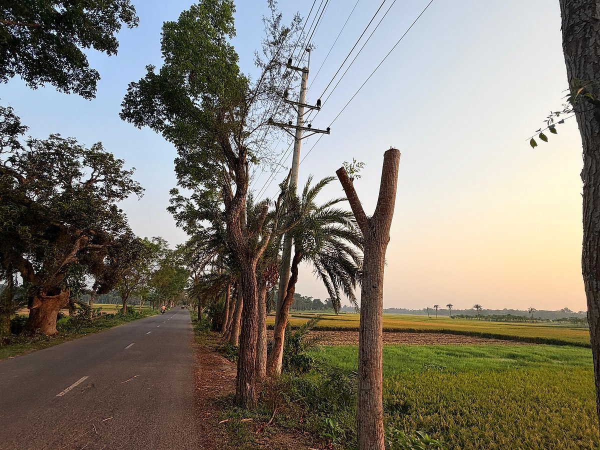 বিদ্যুৎ সঞ্চালন তার টানার জন্য সড়কের পাশের এসব গাছের মাথা ও ডালপালা কাটা হয়েছে। সম্প্রতি যশোরের বাঘারপাড়া উপজেলার ইন্দ্রা এলাকায়
