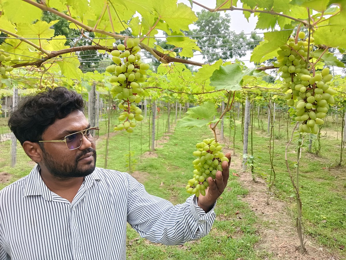 প্রকৌশলী ফারদিন আহমেদ নিজের ৫০ শতাংশ জমিতে করেছেন আঙুরবাগান। সম্প্রতি রাজবাড়ীর গোয়ালন্দ উপজেলার কুটি পাচুরিয়া এলাকায়