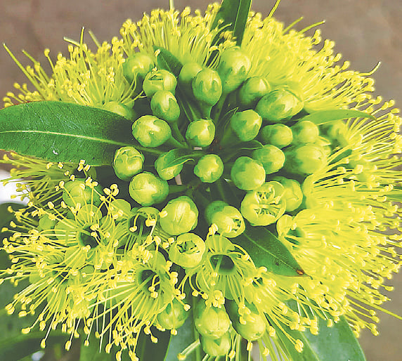 ময়মনসিংহের খানে মোহাম্মদ আলী নার্সারিতে ফার্স্ট লাভ ফুল