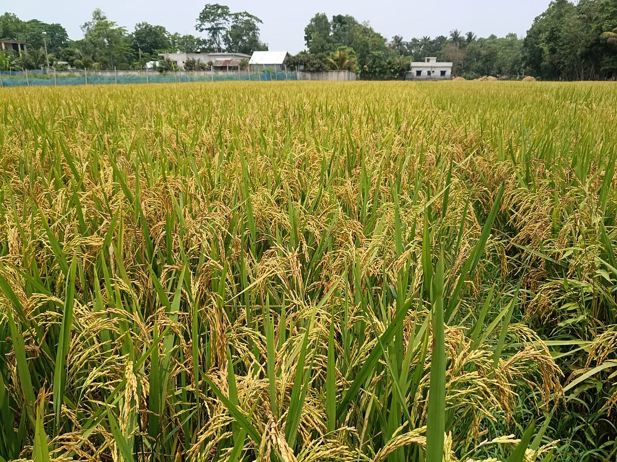 বিস্তীর্ণ এলাকাজুড়ে পাকা ধানখেত। মঙ্গলবার সকালে চাঁদপুরের মতলব উত্তর উপজেলায় মেঘনা-ধনাগোদা সেচ প্রকল্পের বাঁধের ভেতরে মধ্য হানিরপাড় গ্রামে