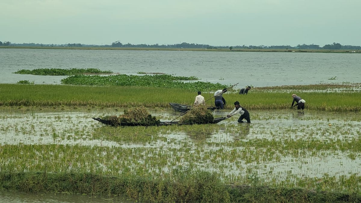 নেত্রকোনার কলমাকান্দা উপজেলা বিভিন্ন হাওর ও বিলে পানি বাড়ায় আধপাকা ধান কাটছেন কয়েকজন কৃষক। আজ মঙ্গলবার দুপুরে সদর ইউনিয়নের মহিষাশুরা হাওরে