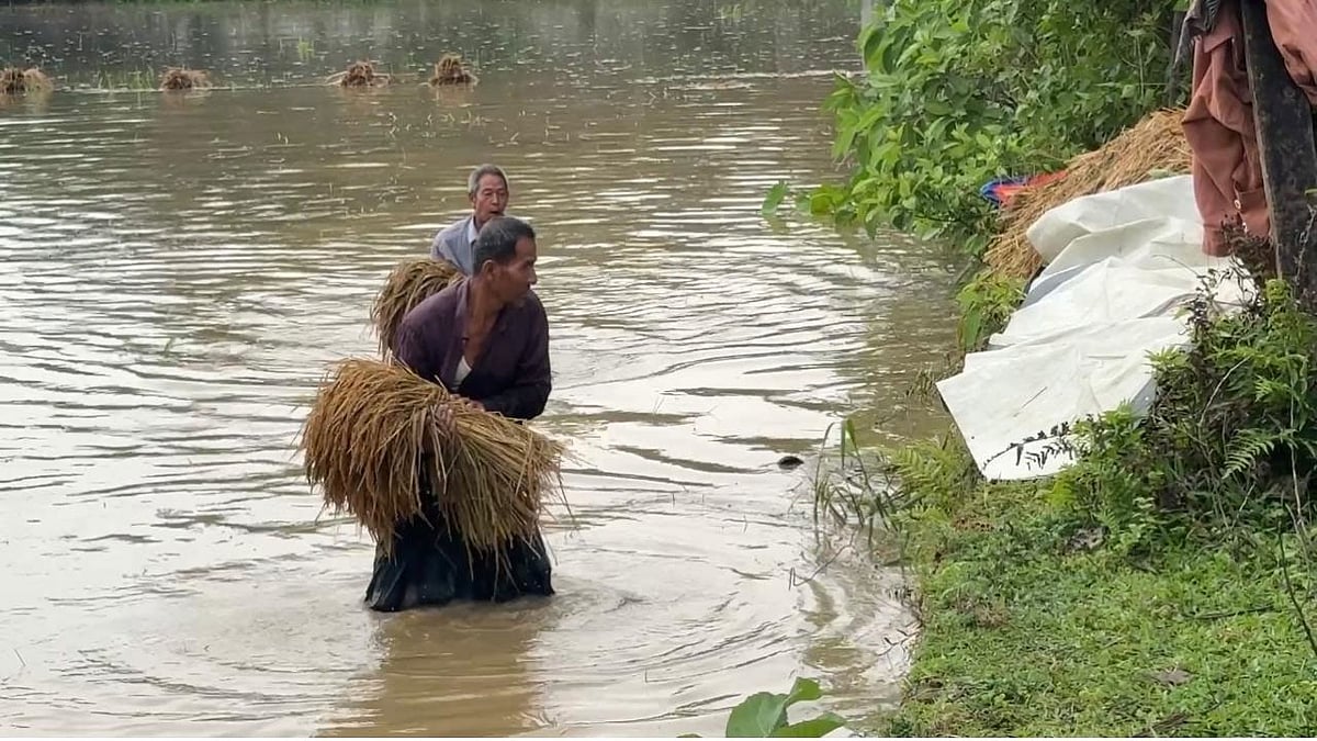 ঢলের পানিতে পাকা ধানের খেত পানির নিচে চলে যেতে দেখে অনেক কৃষক আজ ভোরেই ধান কাটতে নেমে গেছেন। আজ দুপুরে খাগড়াছড়ির দীঘিনালার হর্টিকালচার সেন্টার এলাকায়