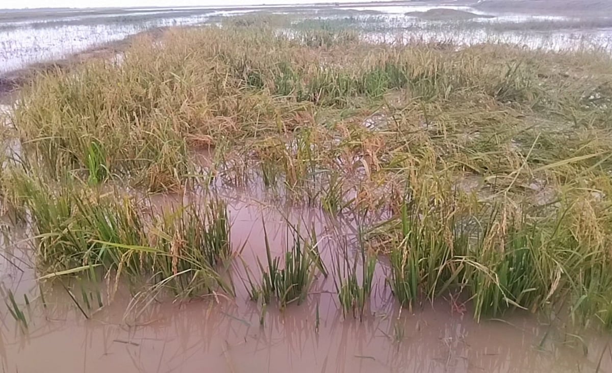 বৃষ্টি ও পাহাড়ি ঢলে হাওরের নিচু এলাকায় ধান তলিয়ে গেছে। গতকাল মঙ্গলবার বিকেলে মৌলভীবাজার সদর উপজেলার কাউয়াদীঘি হাওরপারের বিরইমাবাদে