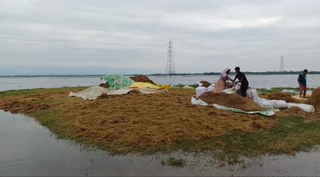দ্রুত পানি বাড়ায় হাওরের কৃষকেরা দিশাহারা হয়ে পড়েছেন। আজ সকালে সুনামগঞ্জ সদর উপজেলার দেখার হাওরের ইসলামপুর এলাকায়