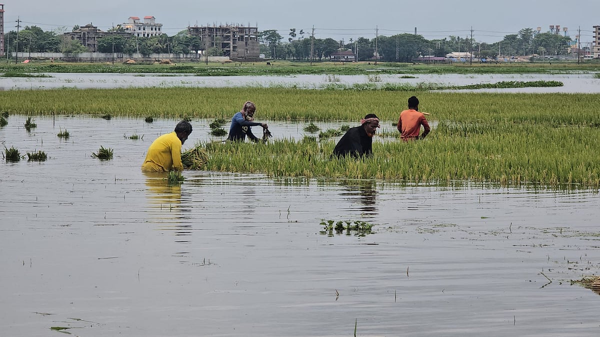 কোমরপানিতে নেমে ধান কাটছেন কয়েকজন কৃষক। আজ বৃহস্পতিবার সকালে সুনামগঞ্জ সদর উপজেলার দেখার হাওরে