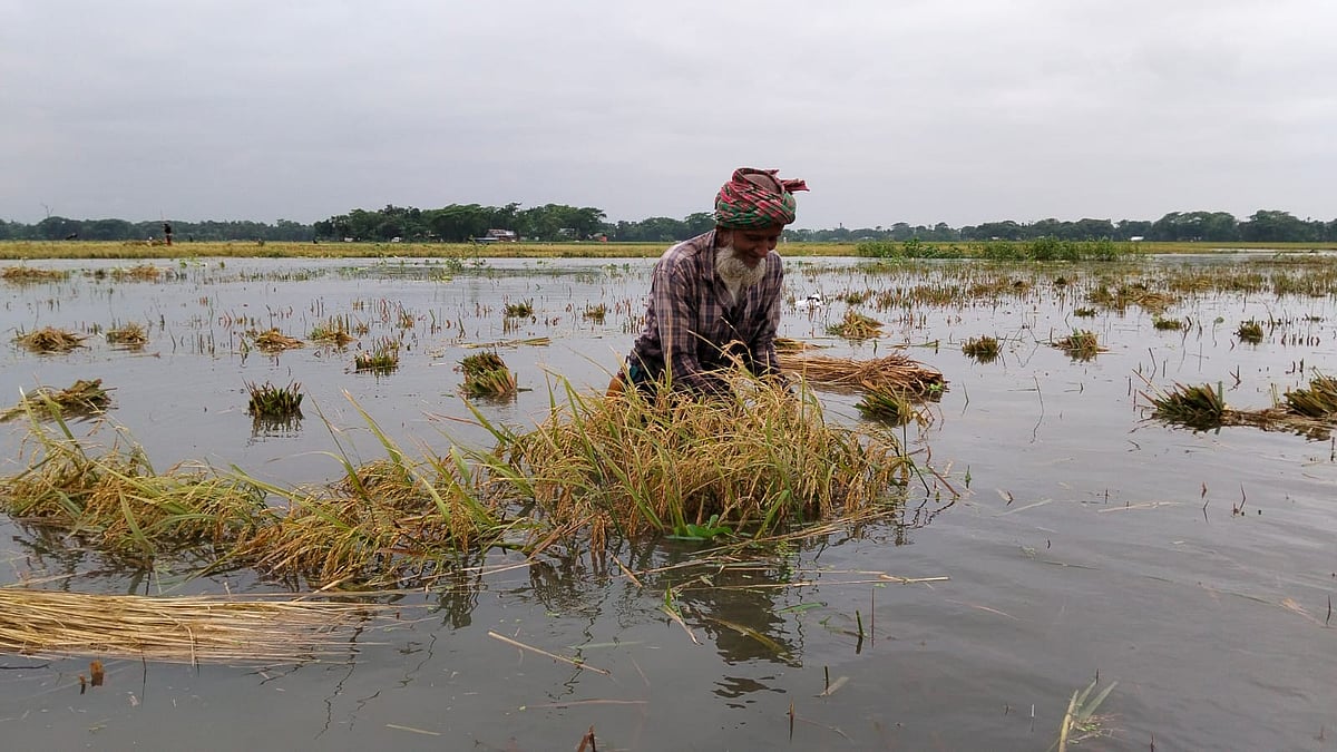 ভারী বৃষ্টিতে খেতের ধান ডুবে গেছে। গতকাল বুধবার বিকেলে নেত্রকোনা সদর উপজেলার আমতলা ইউনিয়নের গুগরা বিল এলাকায়