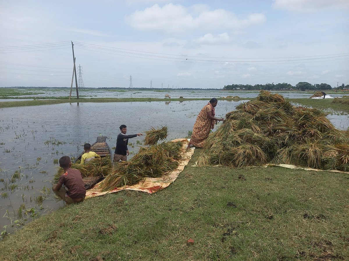 সুনামগঞ্জের হাওরে চার দিন পর রোদ উঠেছে। এই সুযোগে পানিতে তলিয়ে যাওয়া ধান কেটে এনে হাওরপারে তুলছেন কৃষকেরা। আজ বৃহস্পতিবার