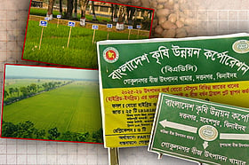 দত্তনগরে ৩ হাজার একর জমিজুড়ে গড়ে উঠেছে বিশাল বীজ খামার
