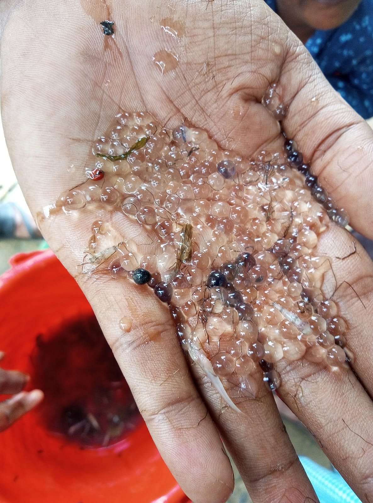 হালদা নদী থেকে সংগ্রহ করা নমুনা ডিম দেখাচ্ছেন এক ডিম সংগ্রহকারী। আজ দুপুরে চট্টগ্রামের রাউজানের পশ্চিম গুজরা ইউনিয়নের আজিমের ঘাটে