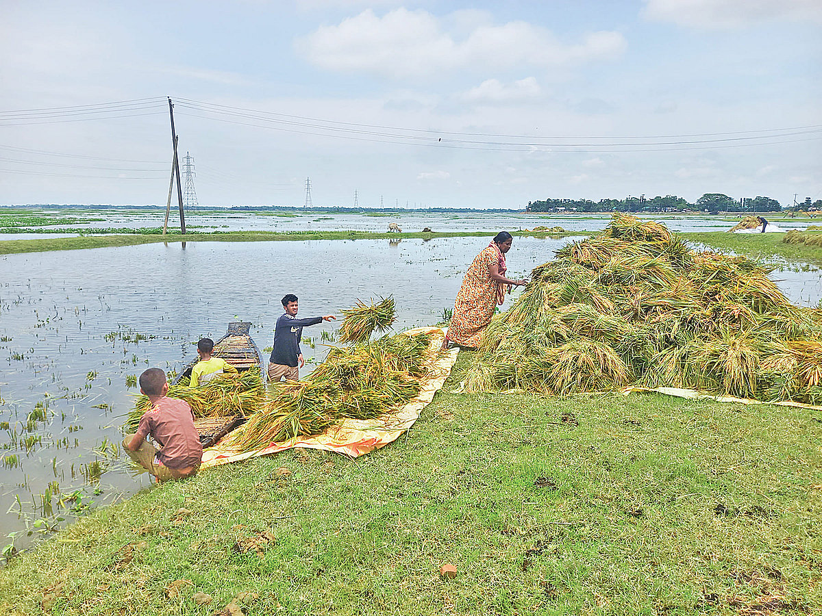 সুনামগঞ্জের হাওরে চার দিন পর রোদ উঠেছে। এই সুযোগে পানিতে তলিয়ে যাওয়া ধান কেটে হাওরপাড়ে তুলছেন কৃষকেরা। গতকাল দুপুরে সদর উপজেলার ঝাওয়ার হাওরে