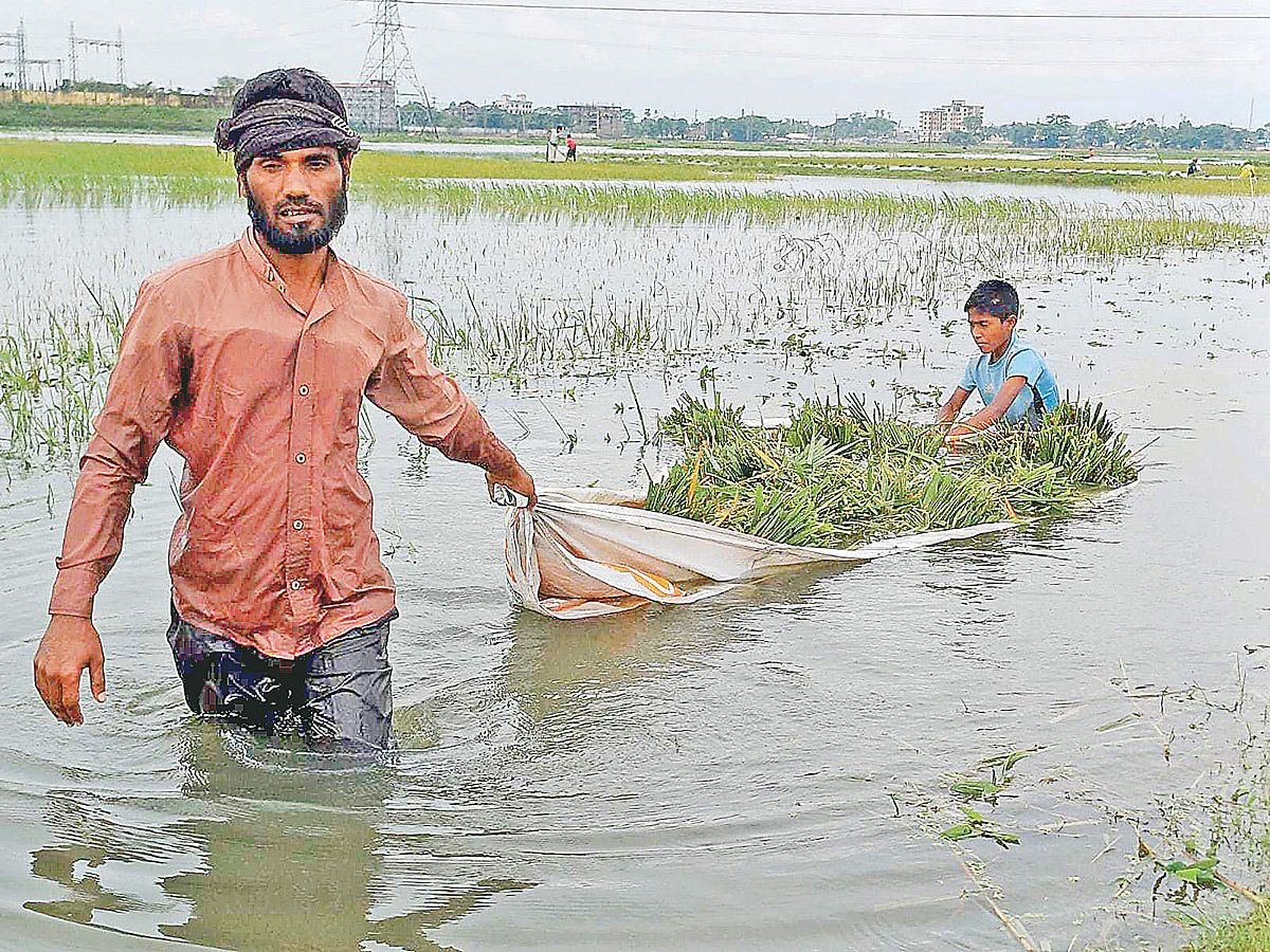 হাওরে তলিয়ে যাওয়া ধান কেটে নিয়ে আসছেন এই কৃষক। গতকাল দুপুরে সুনামগঞ্জ সদর উপজেলার ঝাওয়ার হাওরে