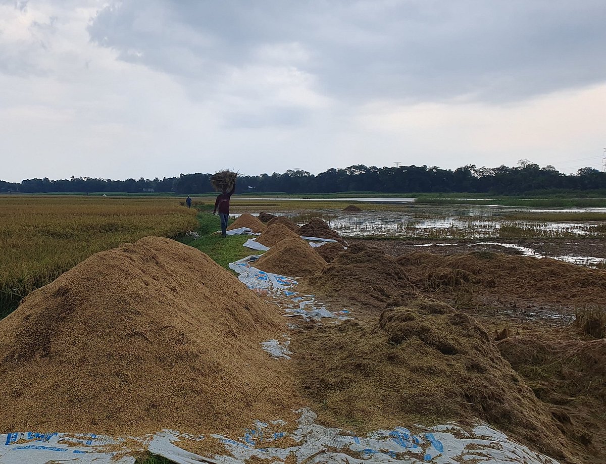 জমির পাড়ে স্তূপ করে রাখা ধান পচে নষ্ট হয়ে যাচ্ছে। আজ শনিবার দুপুরে কিশোরগঞ্জের করিমগঞ্জ উপজেলার মানিকপুর এলাকায়