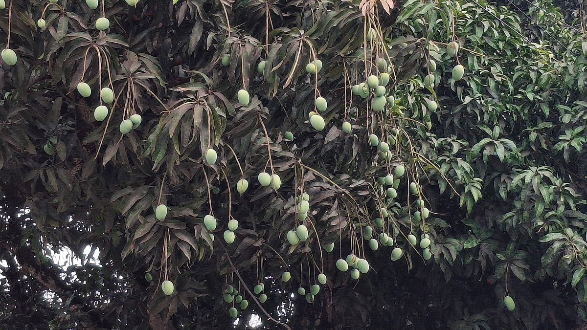 এই বৃষ্টি আমসহ অন্য ফসলের জন্য দরকারি ছিল বলে জানিয়েছেন একাধিক চাষি ও কৃষি বিভাগ। আজ শনিবার সকালে রাজশাহী নগরের চৌদ্দপাই এলাকায়