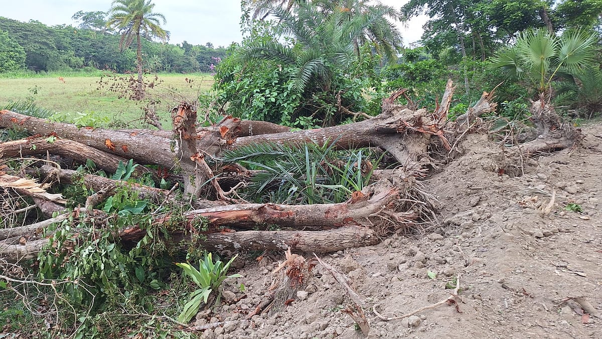 পটুয়াখালীতে বেড়িবাঁধ সংস্কারের নামে প্রায় ২০০ গাছ উপড়ে ফেলার অভিযোগ। গতকাল শুক্রবার
