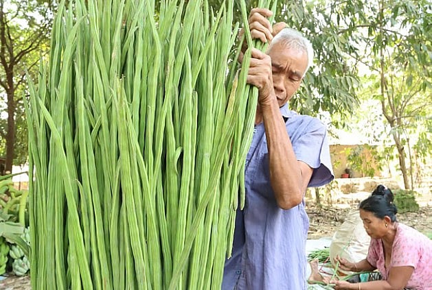শজনে