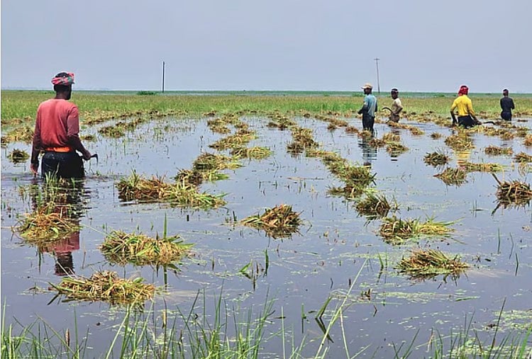 অতিবৃষ্টিতে হাওরে এবার বোরো ধানের ক্ষতি হয়েছে