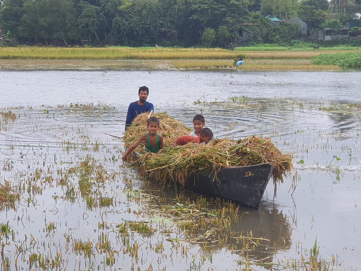 হাওরে তীব্র শ্রমিকসংকটে ভোগান্তিতে কৃষকেরা। পরিবার নিয়ে ধান কাটছেন কৃষকেরা। গতকাল শনিবার