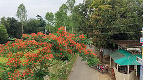 এক সড়কেই দেড় হাজার কৃষ্ণচূড়াগাছ, কোথায় গেলে দেখা মিলবে
