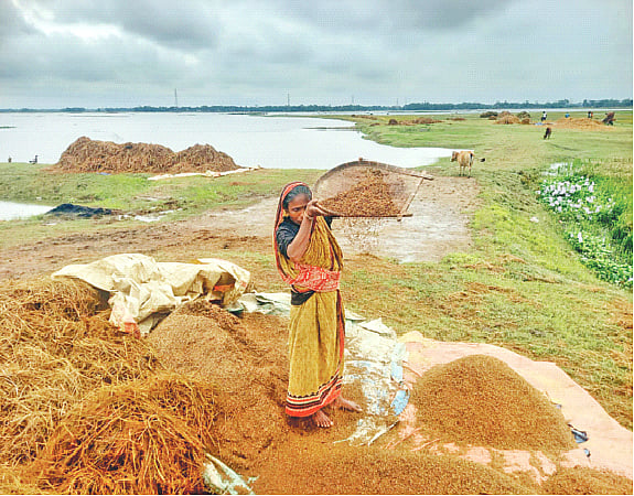 মাড়াইয়ের পর ধান রাখা হয়েছিল স্তূপ করে। চার দিন বৃষ্টির কারণে শুকানো যায়নি। বাতাসে উড়িয়ে ধান থেকে চিটা ছাড়ানোর চেষ্টা এক কিষানির। শনিবার সুনামগঞ্জের দেখার হাওরে