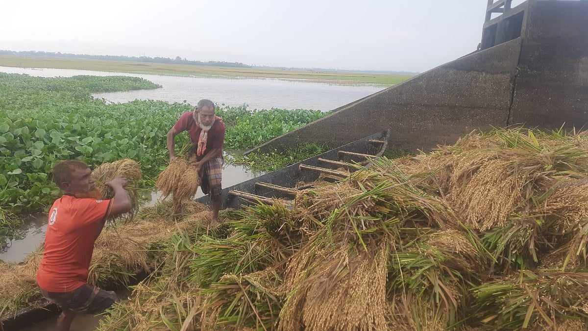 হবিগঞ্জের বানিয়াচংয়ে খেত থেকে কাটা ধান রাখা হচ্ছে শুকনা জায়গায়। আজ সোমবার সকালে উপজেলার শতমুখা হাওরে