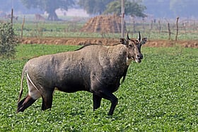 পৃথিবীতে কেন নীল রঙের গরু দেখা যায় না