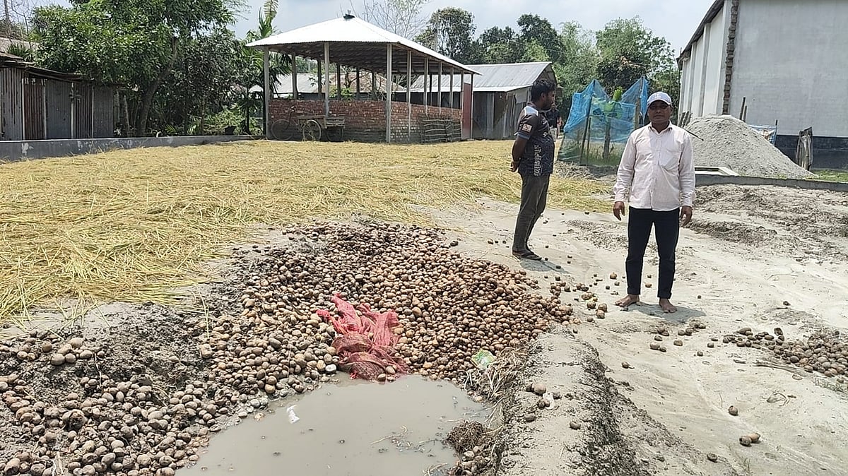 রংপুরের গঙ্গাচড়ায় কৃষকেরা বস্তাভর্তি নষ্ট আলু রাস্তার পাশে ফেলে দিচ্ছেন। গতকাল রোববার দুপুরে