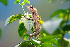 গিরগিটি কি রক্ত চোষে