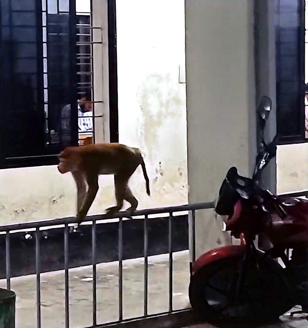 খুনের মামলার আসামিদের সঙ্গে তাঁর পোষা বানরটিকেও রায়পুর থানায় নিয়ে আসা হয়। গতকাল রাতে তোলা