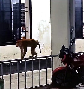 লক্ষ্মীপুরে খুনের মামলার আসামির সঙ্গে থানায় পোষা বানর, মানুষের কৌতূহল