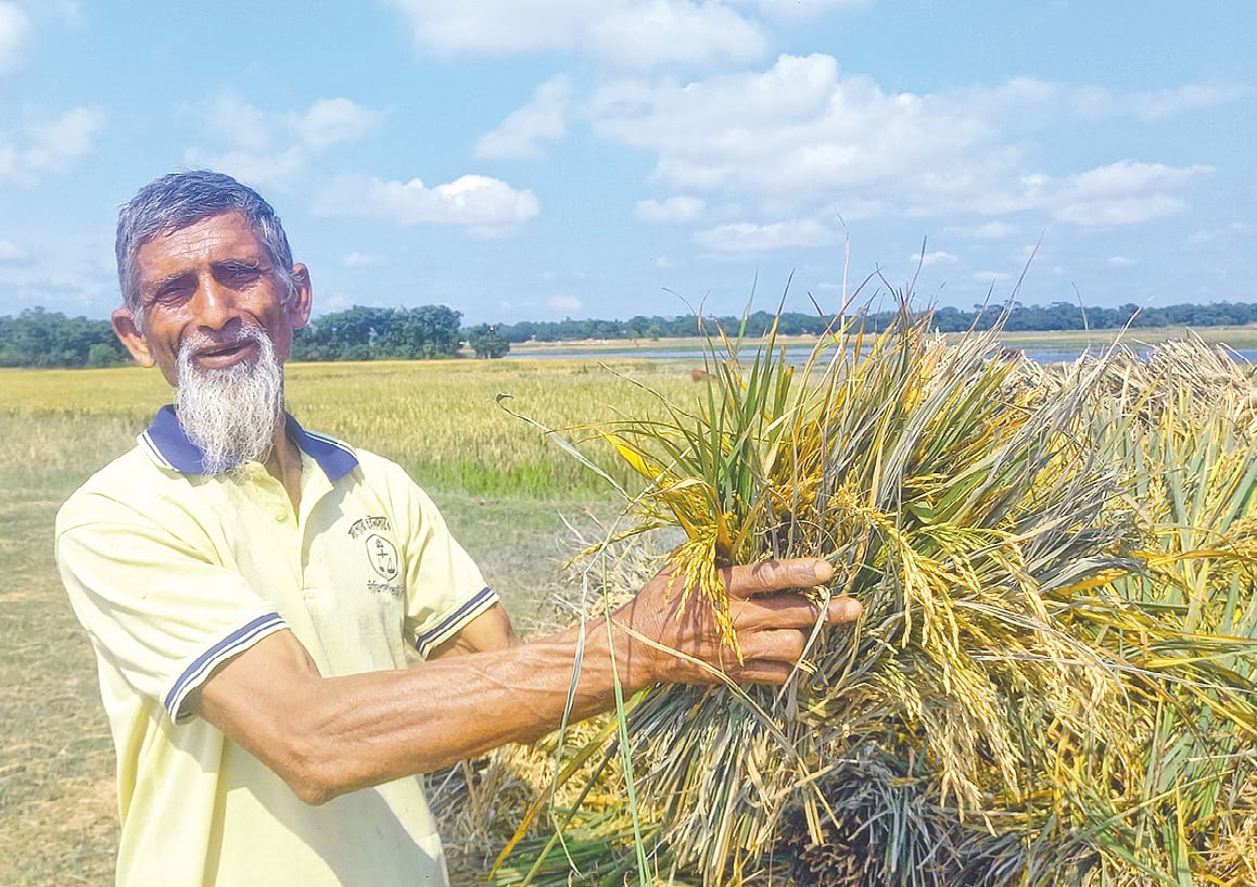 হাওরের কেটে রাখা আধা পাকা ধানের আঁটি দেখিয়ে আফসোস করছেন কৃষক শরিয়ত উল্লাহ। গতকাল দুপুরে সুনামগঞ্জের জোয়ালভাঙ্গা হাওরে