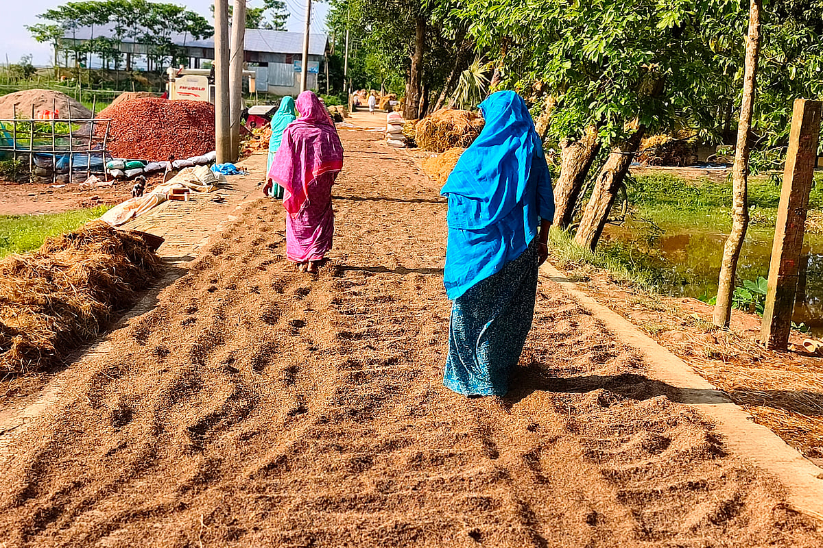 রোদ উঠায় সড়কে ভেজা ধান শুকানোর তোড়জোড়। সোমবার মৌলভীবাজারের জুড়ীর উত্তর জাঙ্গিরাই-খালেরমুখ বাজার সড়কে