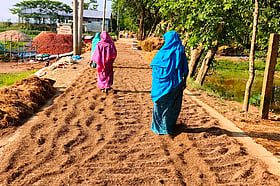 হাকালুকি হাওরপারের বাতাসে ভেজা–পচা ধানের গন্ধ