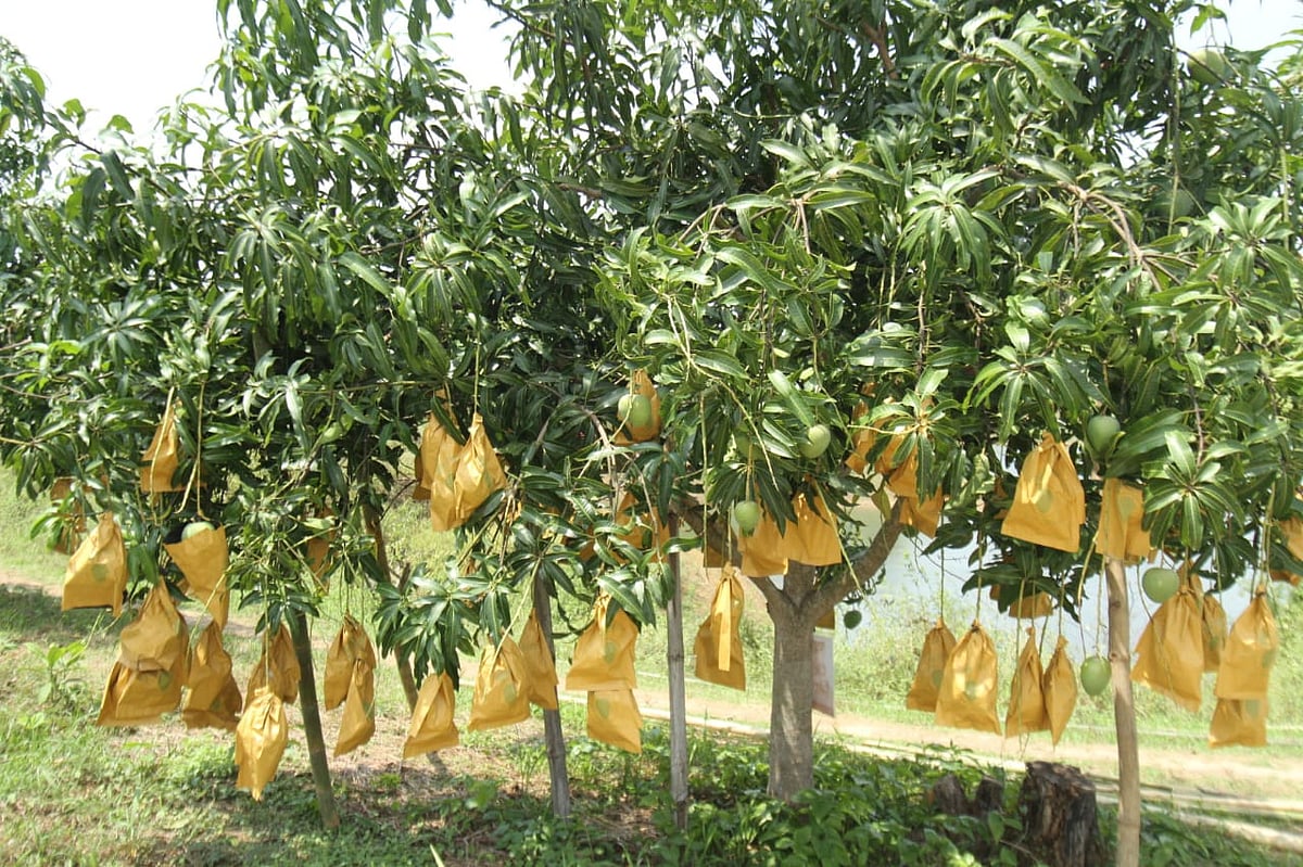 পাহাড়ের কোলে দৃষ্টিনন্দন আমের বাগান