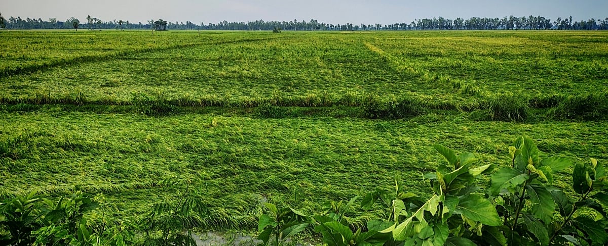 জয়পুরহাটে কালবৈশাখী ঝড়ে ফসলি মাঠে ধানগাছ শুয়ে পড়েছে। ছবিটি আক্কেলপুর উপজেলার ভিকনী মাঠের